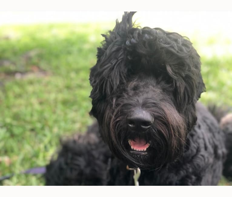 Leopold, a Newfypoo tested with EmbarkVet.com