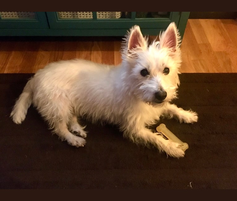 Macy Doom, a West Highland White Terrier tested with EmbarkVet.com