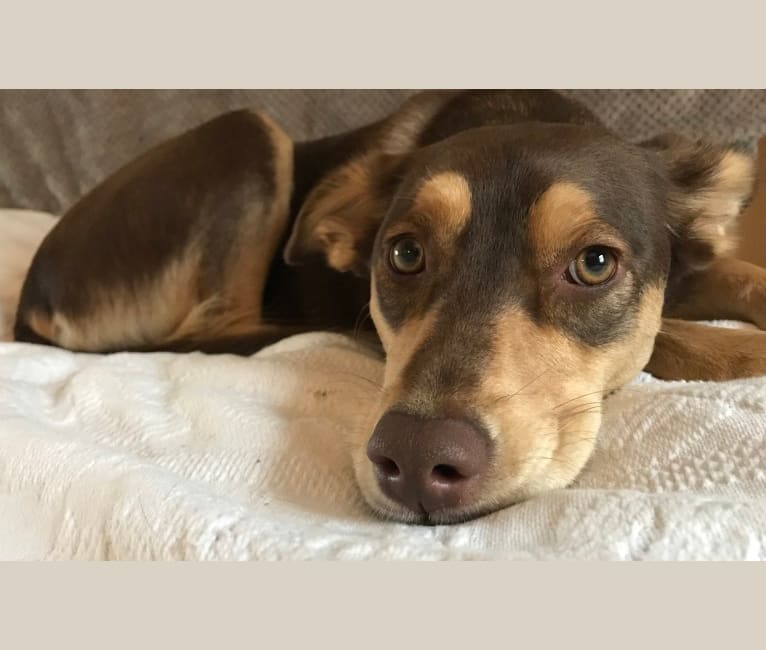 dalmatian maltese mix