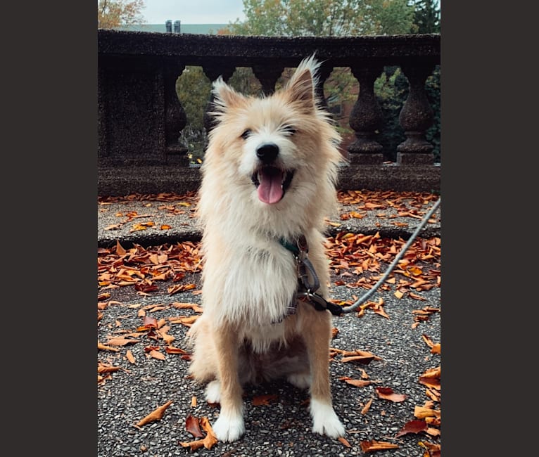 Photo of Quincy, a Japanese or Korean Village Dog and Jindo mix in South Korea