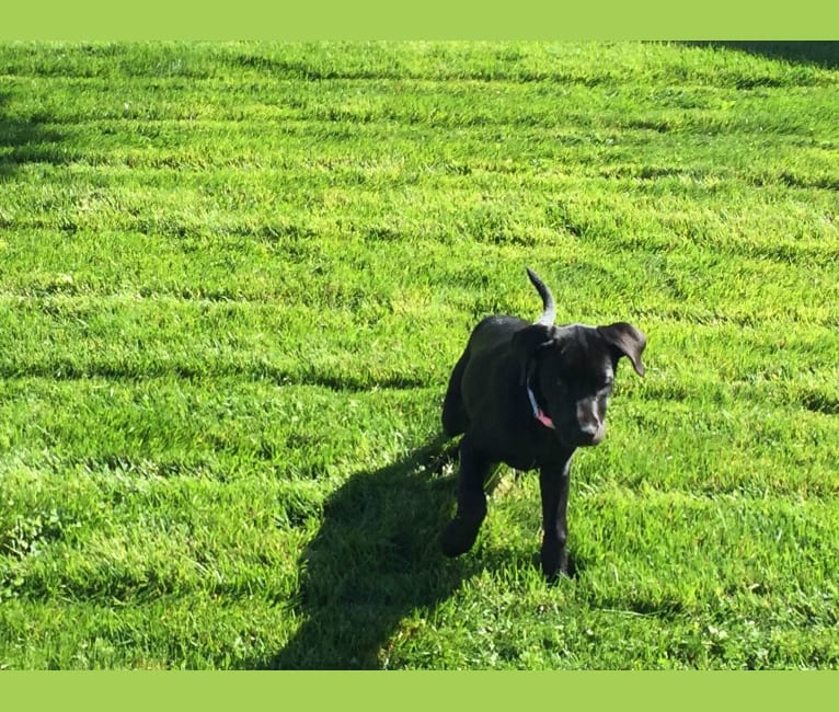 Photo of Ella/Ella Bean/Beans, an American Pit Bull Terrier, Rottweiler, and Labrador Retriever mix in Idaho, USA