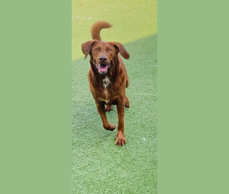Scarlett, a Redbone Coonhound and Labrador Retriever mix tested with EmbarkVet.com