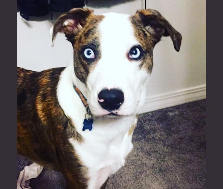 aussie pitbull mix