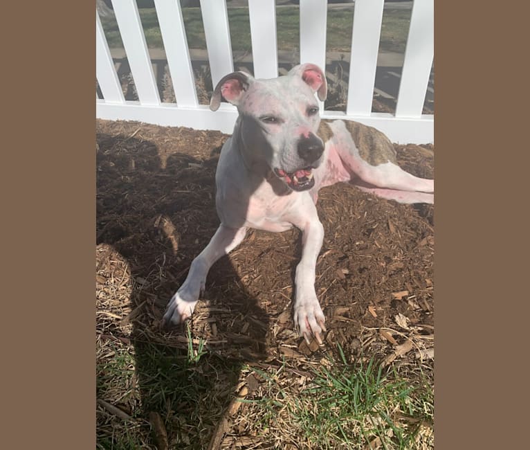 Zoey, an American Pit Bull Terrier tested with EmbarkVet.com