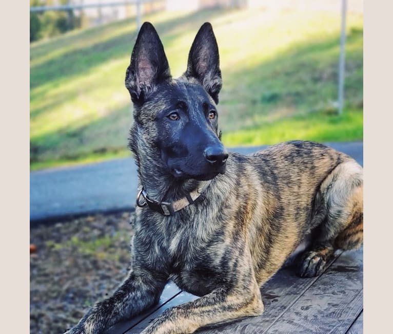 Kris, a Dutch Shepherd and German Shepherd Dog mix tested with EmbarkVet.com