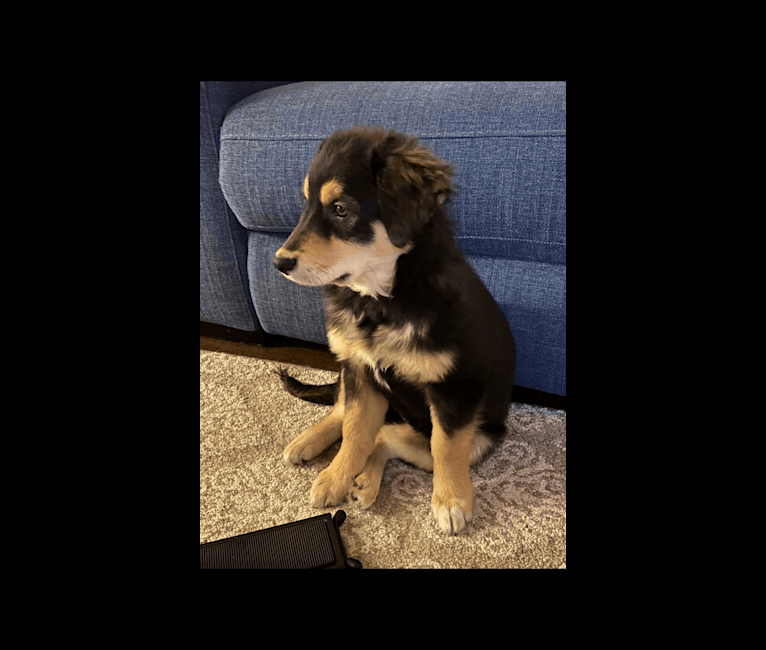 Dusty, an Australian Shepherd and Golden Retriever mix tested with EmbarkVet.com