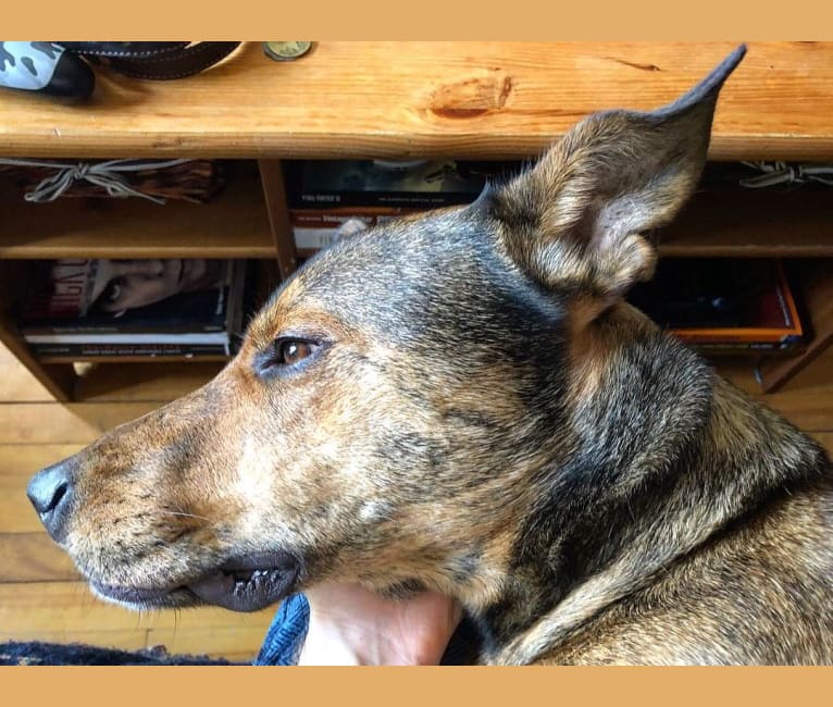 Kodi, an American Pit Bull Terrier and German Shepherd Dog mix tested with EmbarkVet.com