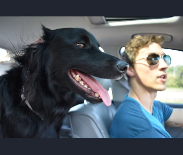 Dwayne, a Bernese Mountain Dog and Labrador Retriever mix tested with EmbarkVet.com