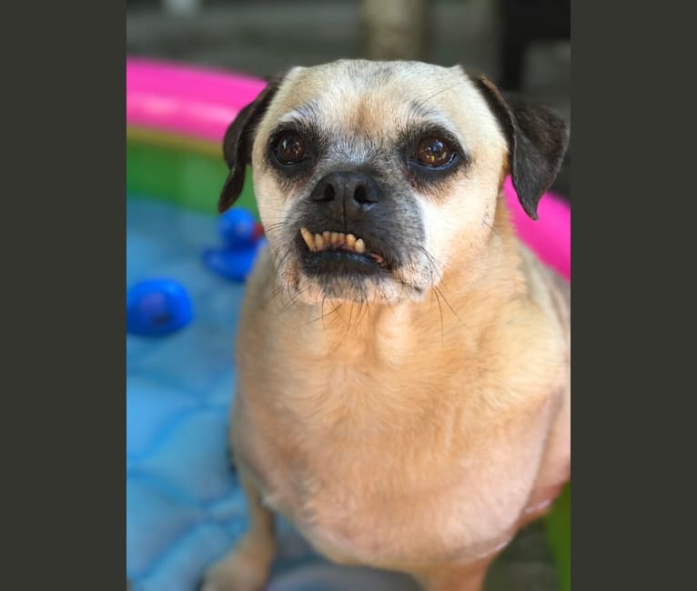 Rat terrier pug 2025
