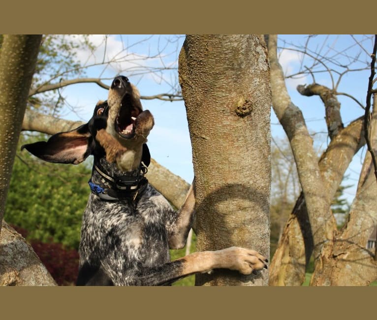 Jager, a Bluetick Coonhound tested with EmbarkVet.com