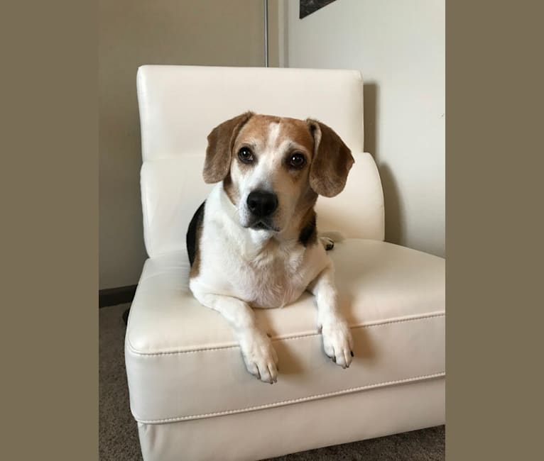 Watson, a Beagle and American Eskimo Dog mix tested with EmbarkVet.com