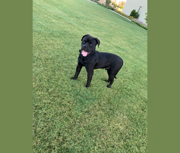 Photo of Samson, an American Bulldog and Rottweiler mix in Rowland Heights, CA, USA