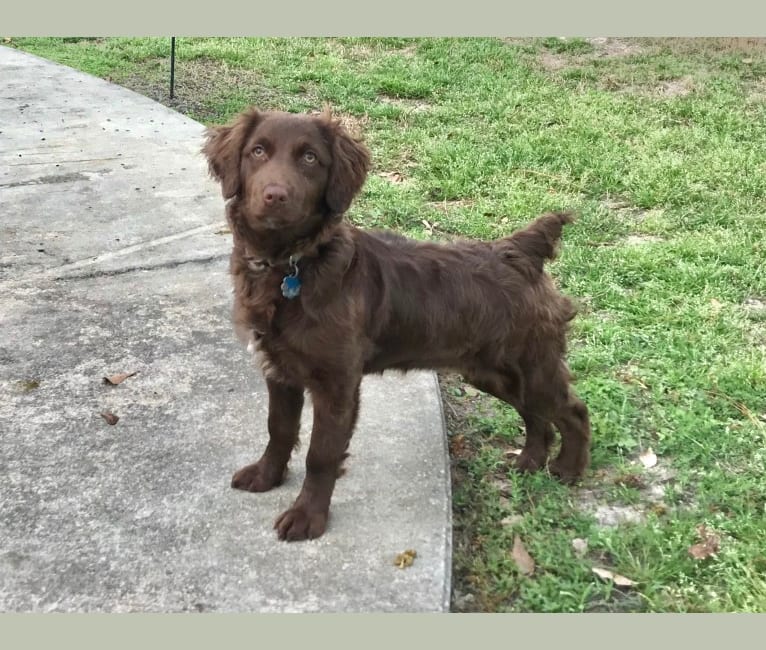 Stella, an Australian Shepherd and Boykin Spaniel mix tested with EmbarkVet.com