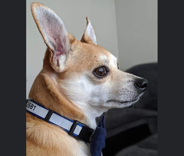 Wally, a Chihuahua and Pomeranian mix tested with EmbarkVet.com