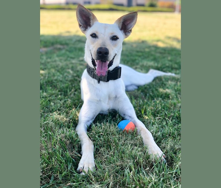 Embark Dog DNA Test Breed