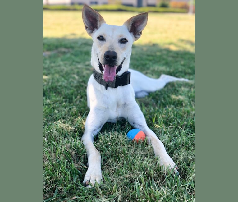 Harley, a Formosan Mountain Dog and Labrador Retriever mix tested with EmbarkVet.com