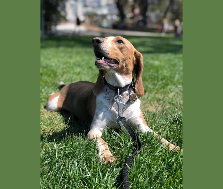 Trixie, a Beagle tested with EmbarkVet.com