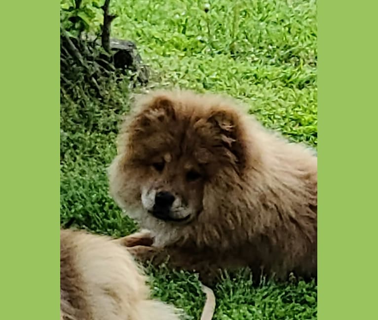 Gypsy, a Chow Chow tested with EmbarkVet.com