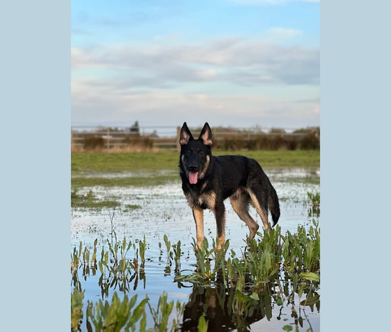 Pyro, a German Shepherd Dog (6.9% unresolved) tested with EmbarkVet.com
