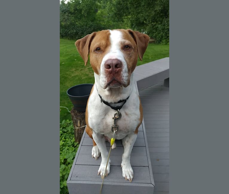 Cocker spaniel pitbull mix 2025