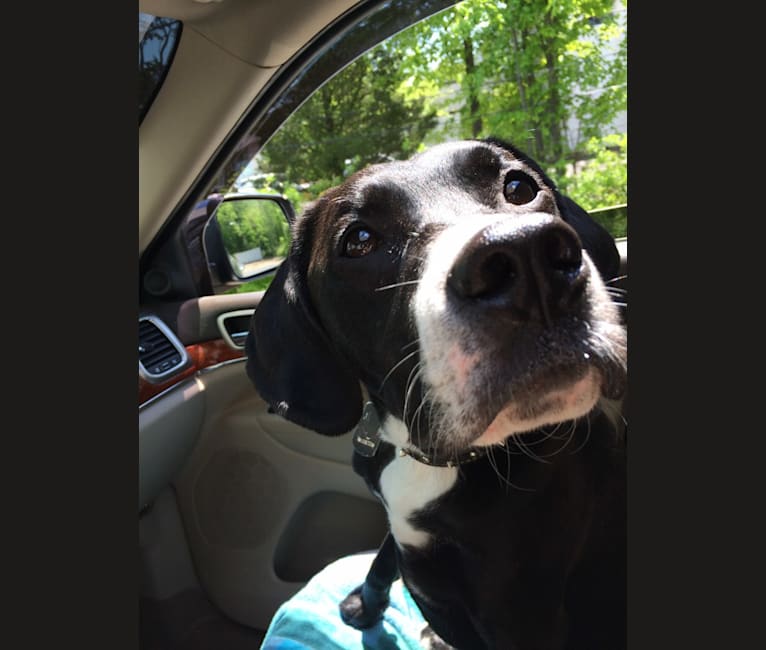 Photo of Tucker, a Labrador Retriever, American Staffordshire Terrier, Beagle, English Springer Spaniel, and Mixed mix in New Jersey, USA