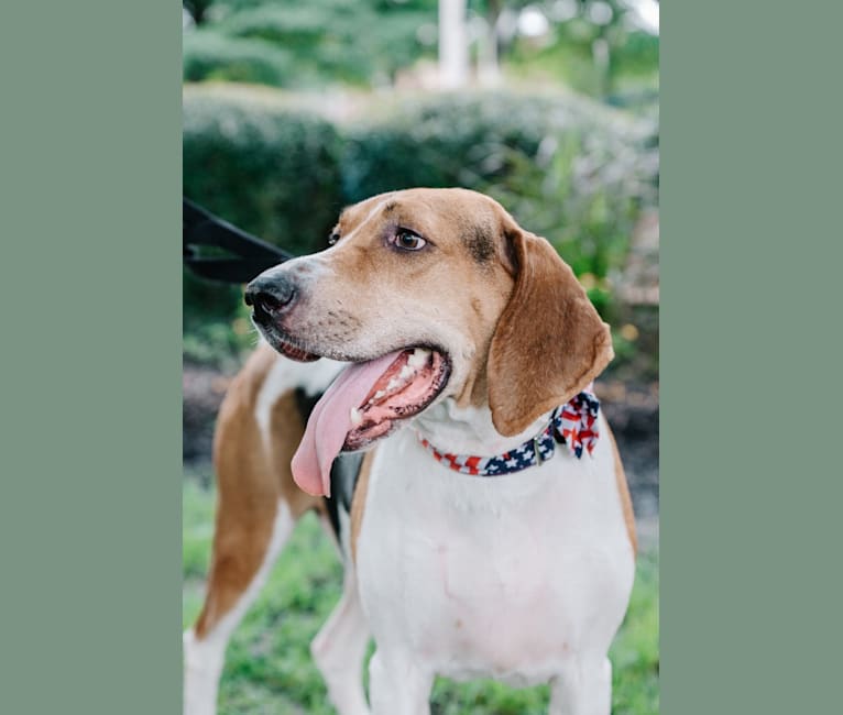 Archie, a Treeing Walker Coonhound tested with EmbarkVet.com