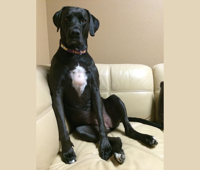 Molly, a Boxer and Weimaraner mix tested with EmbarkVet.com