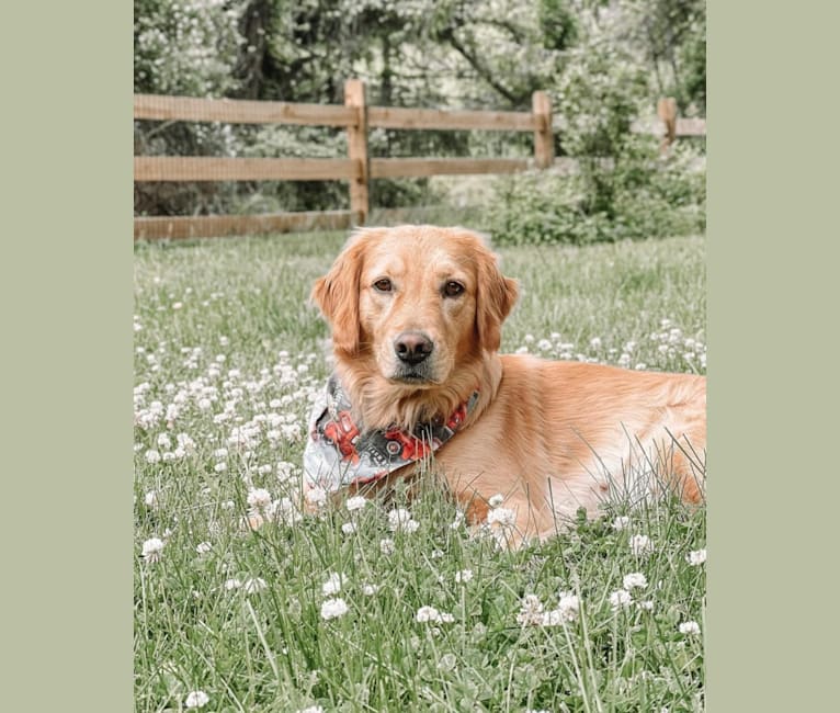 Photo of Marley, a Golden Retriever  in Coatesville, PA, USA