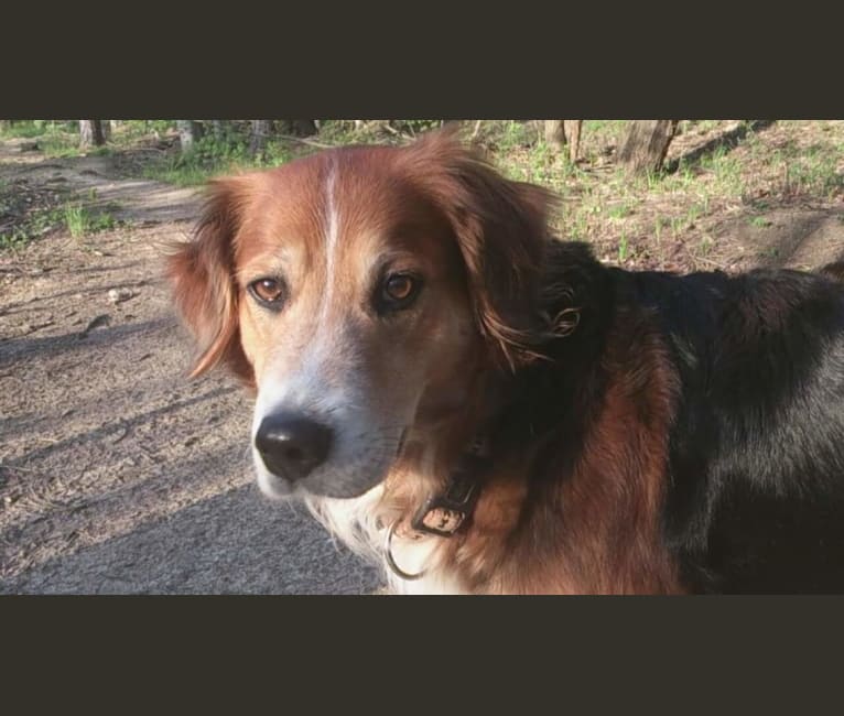 Akita, a Golden Retriever and Bernese Mountain Dog mix tested with EmbarkVet.com