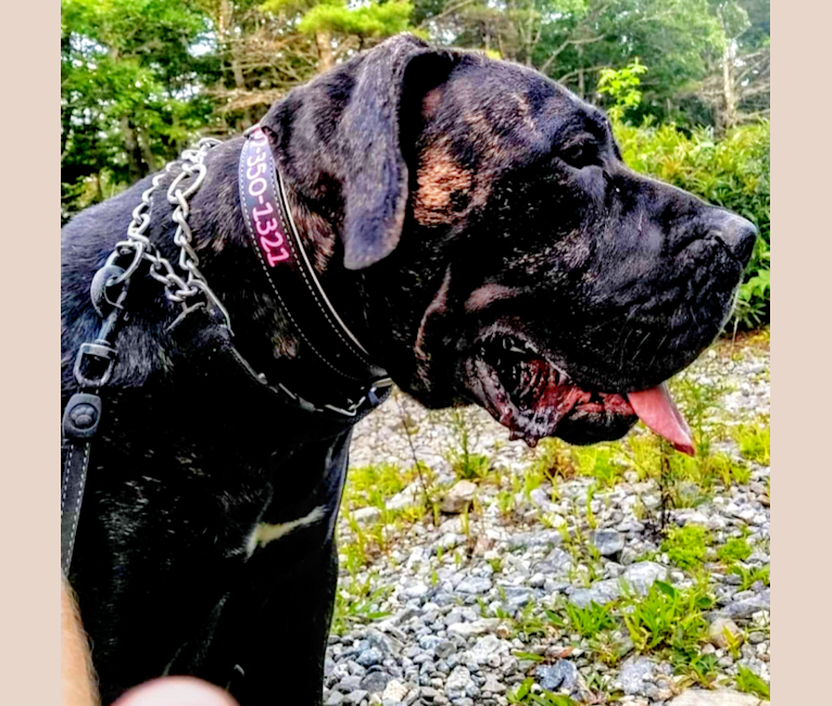 Neo mastiff x american bulldog cheap