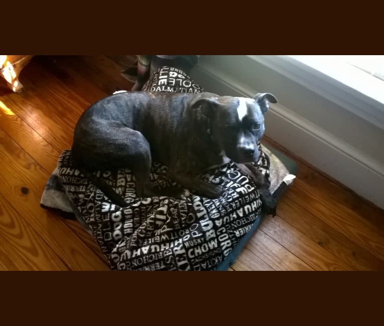 Photo of Pepe, an American Pit Bull Terrier  in Pennsylvania, USA