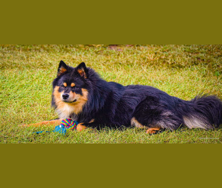 Micah, a Finnish Lapphund tested with EmbarkVet.com