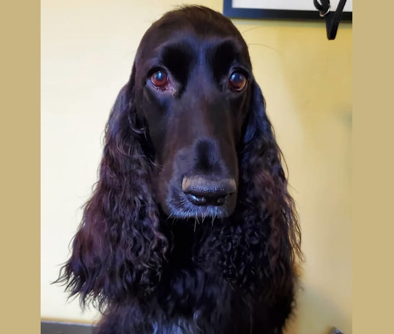 Willow, a Field Spaniel tested with EmbarkVet.com