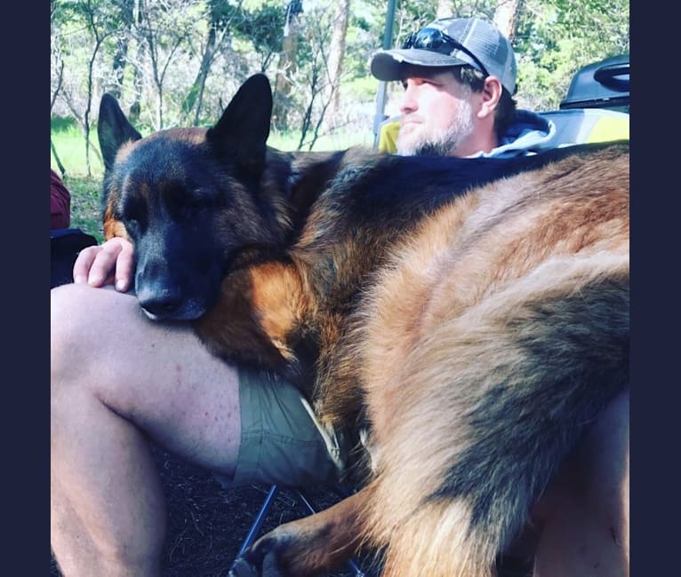 Thor, a German Shepherd Dog tested with EmbarkVet.com