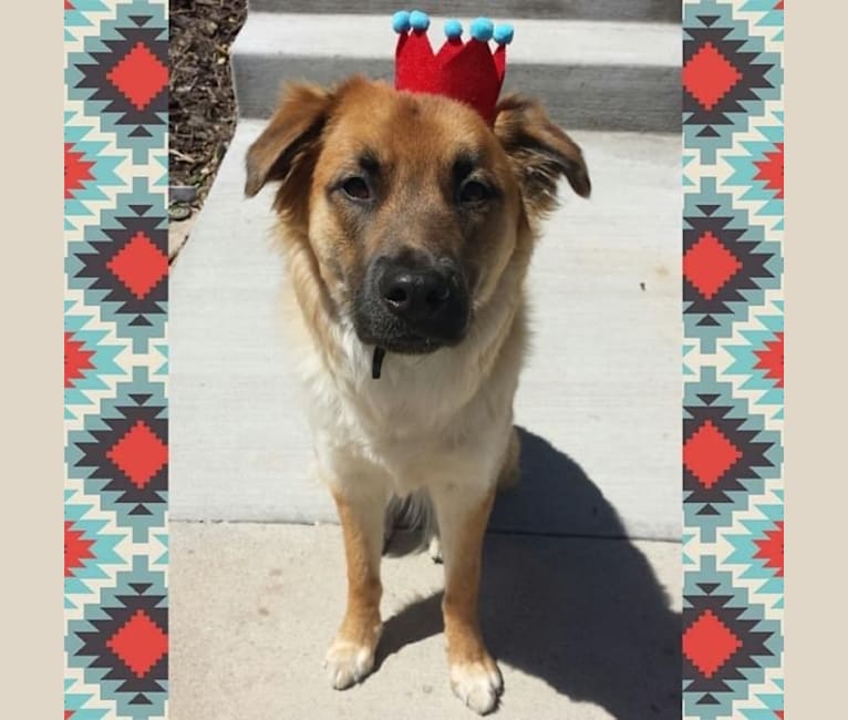 Princess Olivia Jane, a Siberian Husky and Chow Chow mix tested with EmbarkVet.com