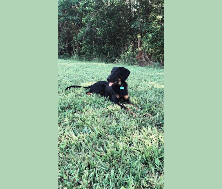 black and tan coonhound golden retriever mix