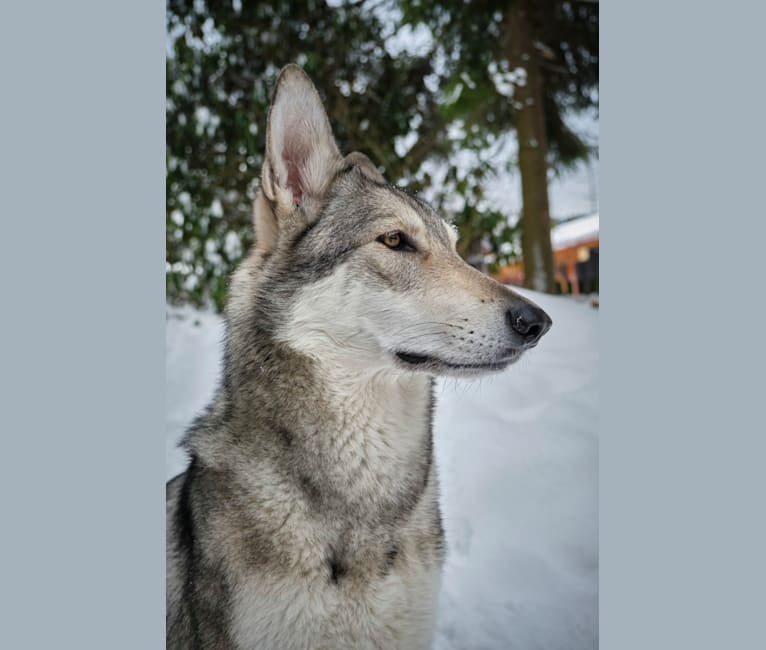Nena Shadow de In fine mundi, a Saarloos Wolfdog tested with EmbarkVet.com