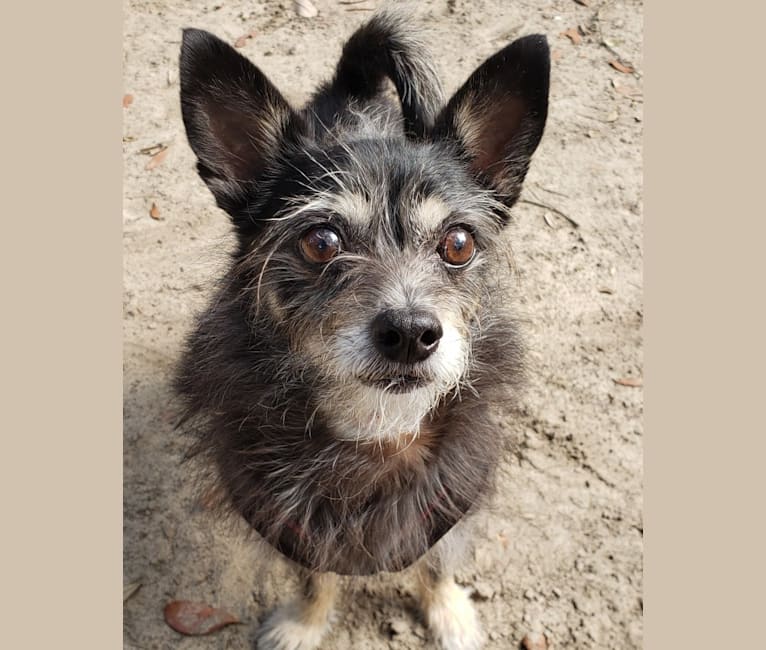 Embark Dog DNA Test Breed
