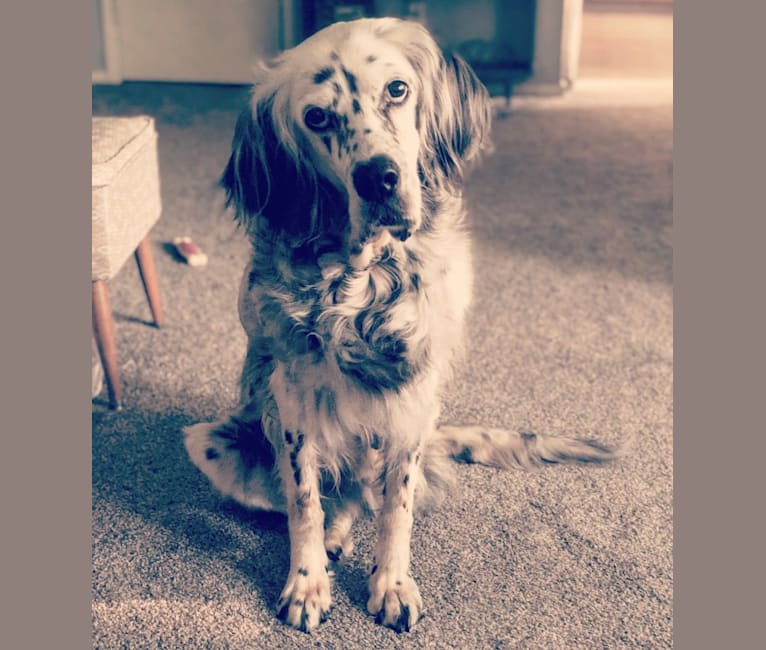 Velma, an English Setter (27.4% unresolved) tested with EmbarkVet.com