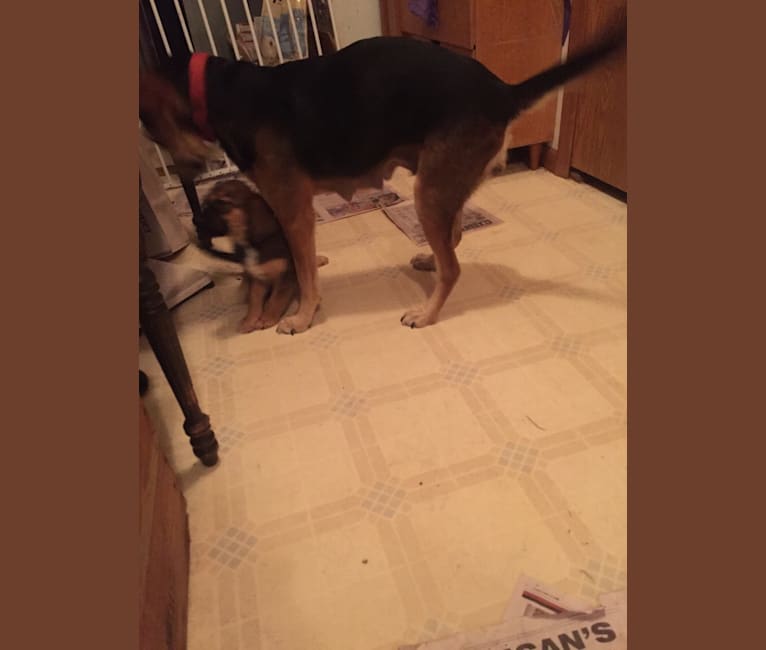 Rufus, a Rottweiler and Beagle mix tested with EmbarkVet.com