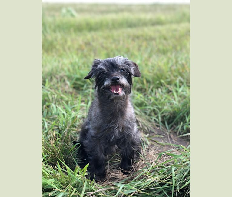 Toto, a Yorkshire Terrier and Dachshund mix tested with EmbarkVet.com