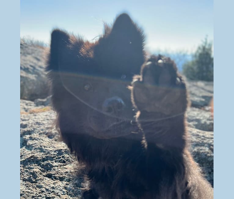 Photo of Sheva, a Chow Chow and Norwegian Elkhound mix in Newport News, Virginia, USA