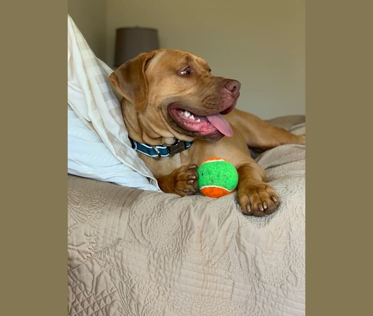 Marco, a Boerboel and American Pit Bull Terrier mix tested with EmbarkVet.com