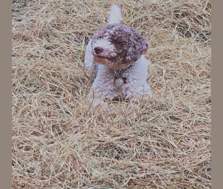 Khloe, a Lagotto Romagnolo tested with EmbarkVet.com