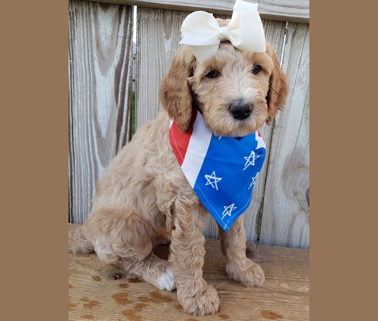Snow (Mabel), a Goldendoodle tested with EmbarkVet.com