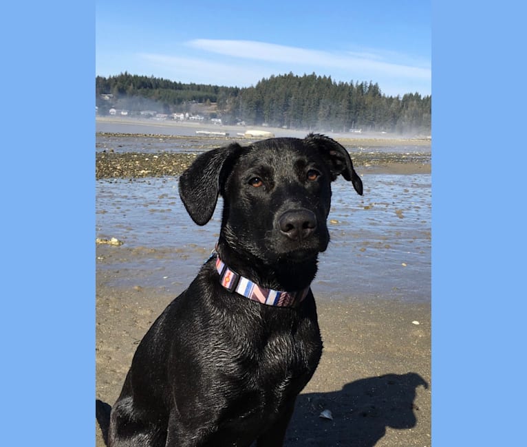 Black lab dalmatian online