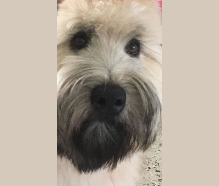 Otis, a Soft Coated Wheaten Terrier tested with EmbarkVet.com