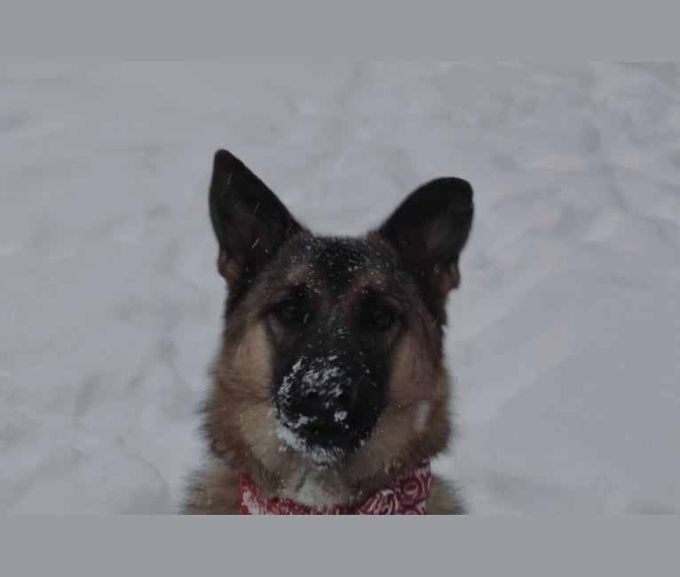 Percy, a Norwegian Elkhound and Australian Cattle Dog mix tested with EmbarkVet.com
