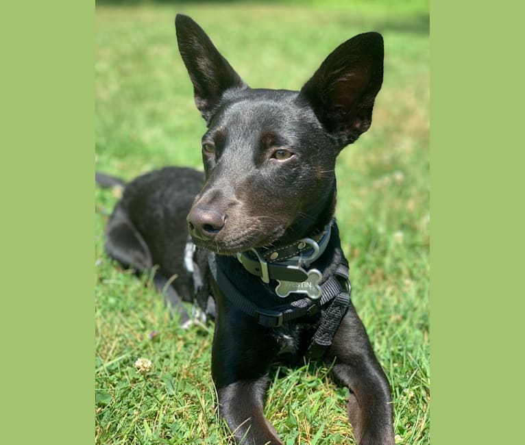 Westin, an Australian Cattle Dog and American Pit Bull Terrier mix tested with EmbarkVet.com
