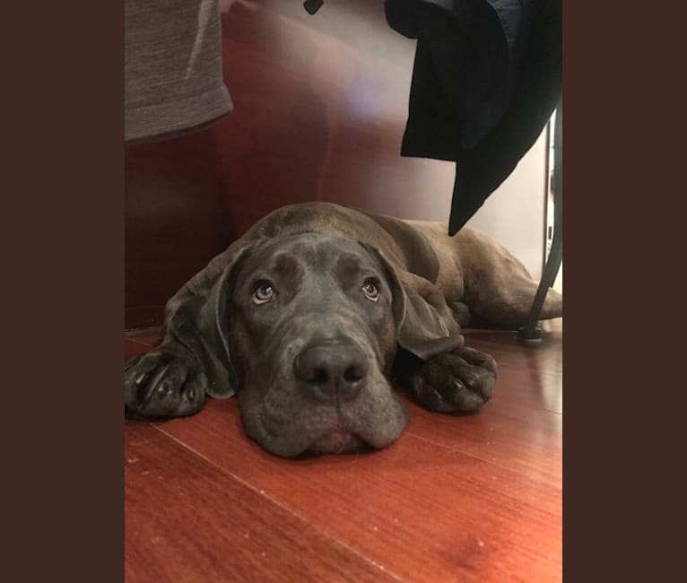 Embark Dog Dna Test Breed